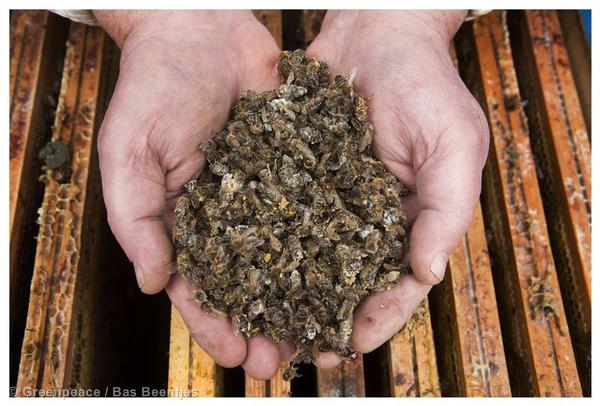 Honeybees Mortality in the Netherlands Imker Henk Brouwer laat dode bijen op de honingraat zien